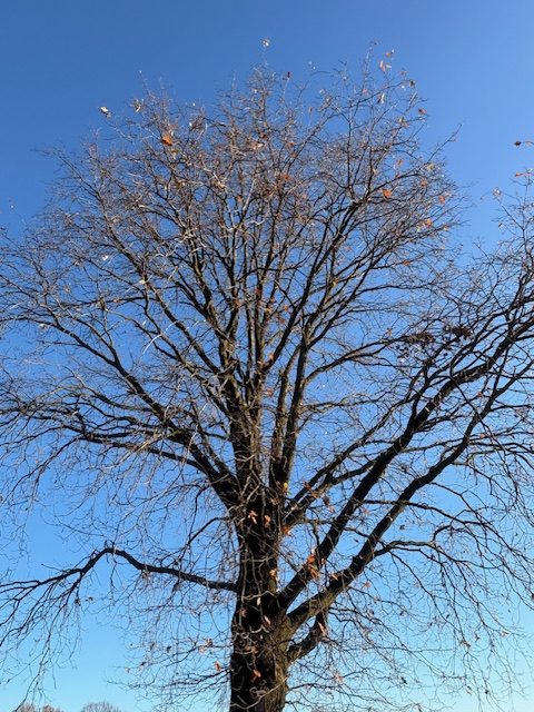 Minder betrokkenheid bij duurzaamheid tijdens Klimaatweek
