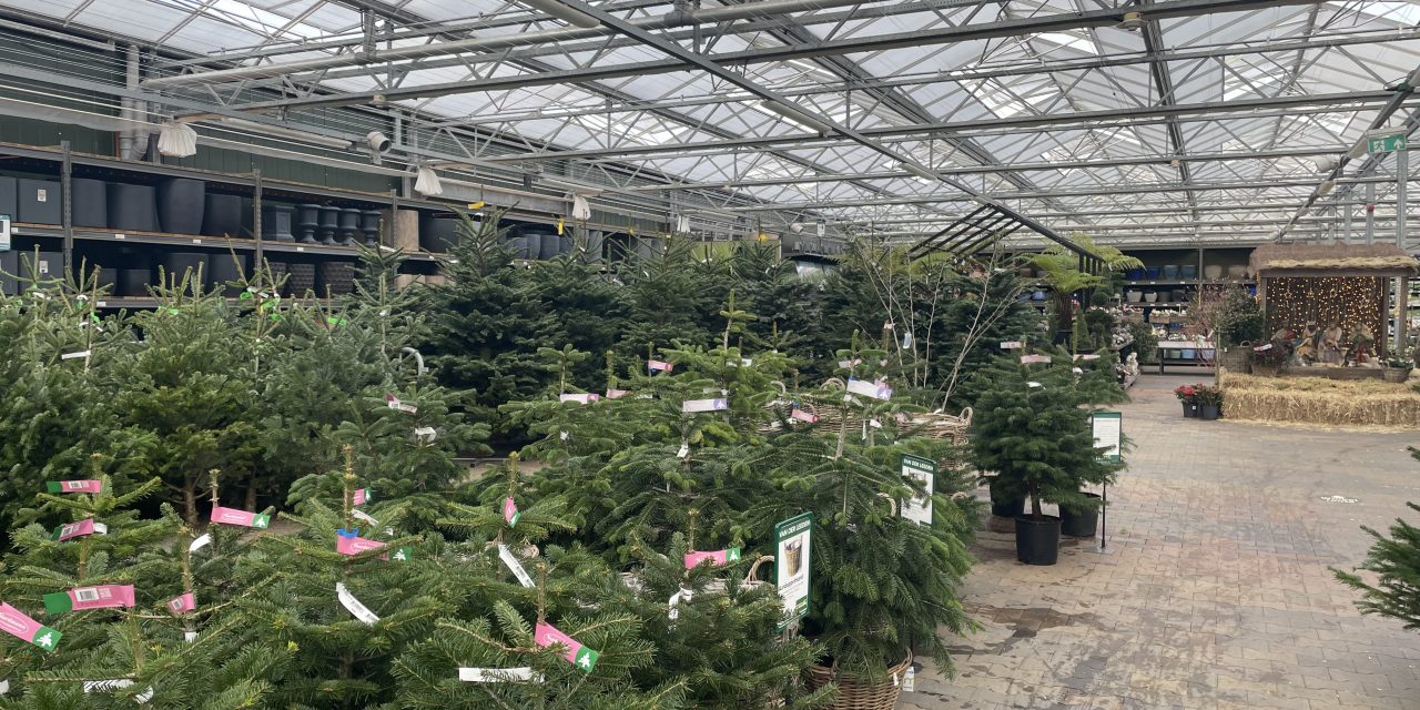 Kerstbomen verkoop in Maarssen