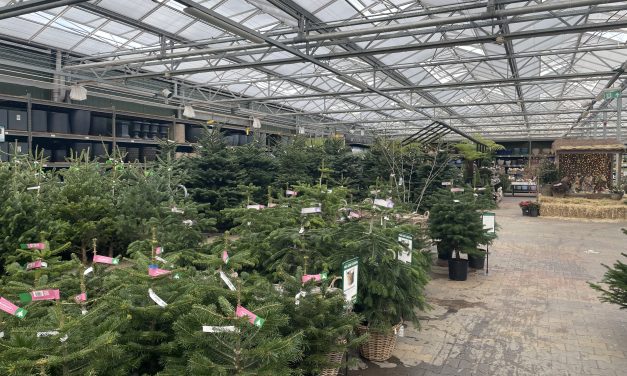 Kerstbomen verkoop in Maarssen