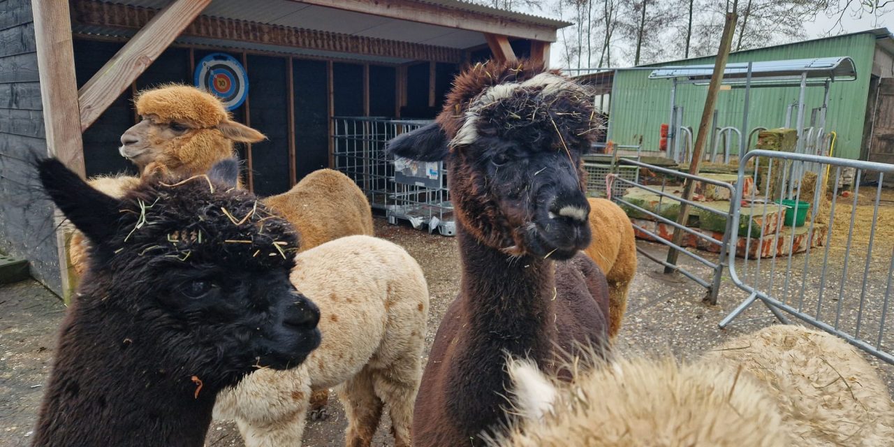 Van grasmaaier naar internethype: de alpaca wordt steeds populairder