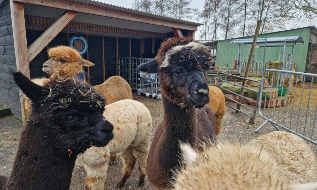 Van grasmaaier naar internethype: de alpaca wordt steeds populairder