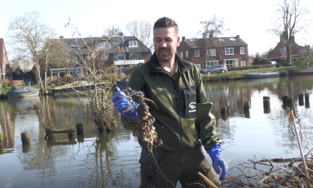 Muskusratten in Stichtse Vecht: ‘Als ratten in de val’