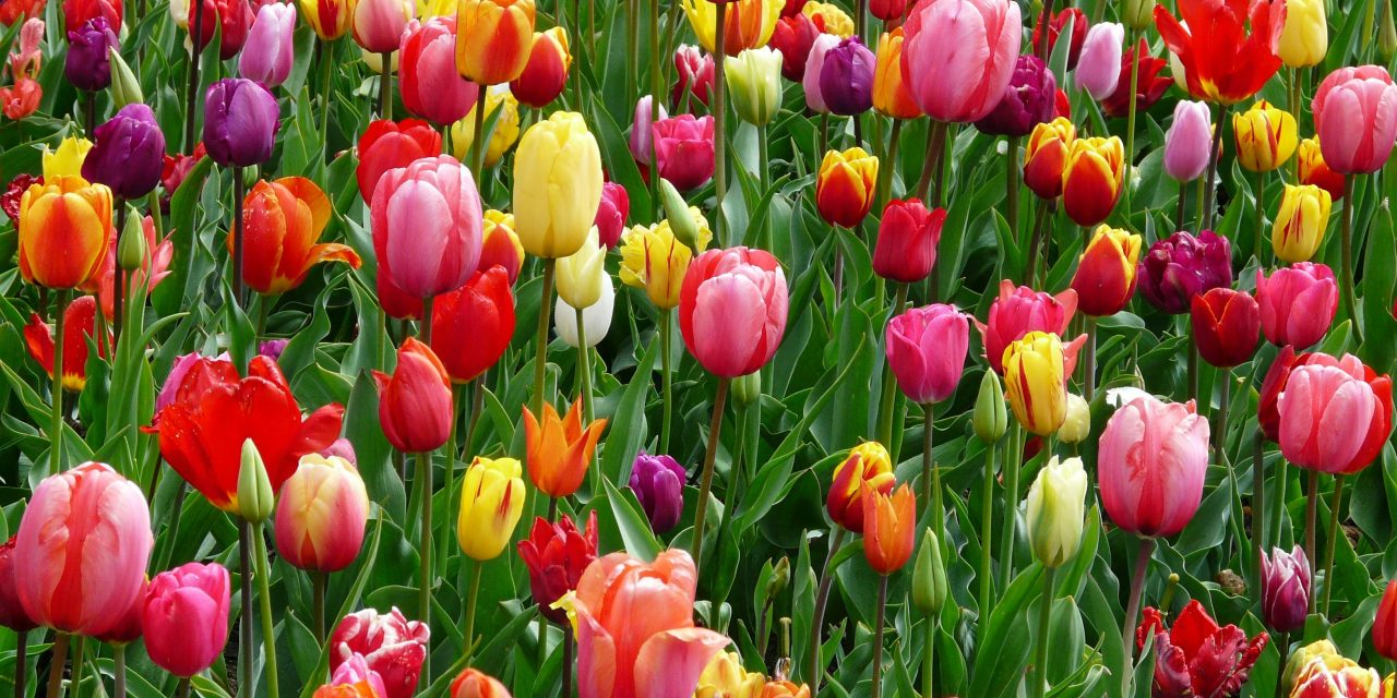 Tuincentrum Van Ginkel in Maarssen sluit na 85 jaar