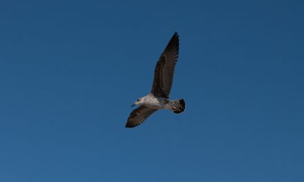 Factcheck: tienduizenden vogels vliegen jaarlijks tegen een windturbine op de Noordzee