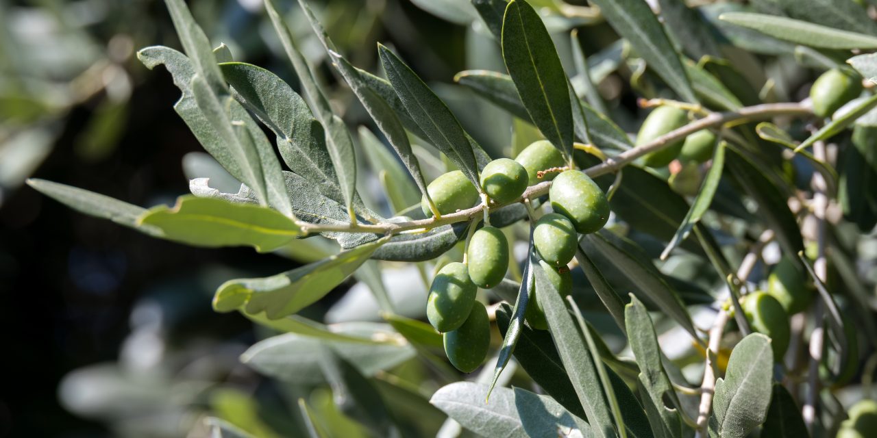 Aanhoudende droogte in Spanje zorgen voor stijgende prijzen olijfolie