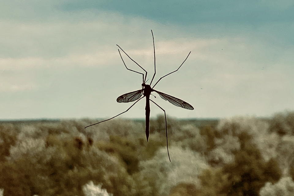 Een muggen plaag op komst in Nederland