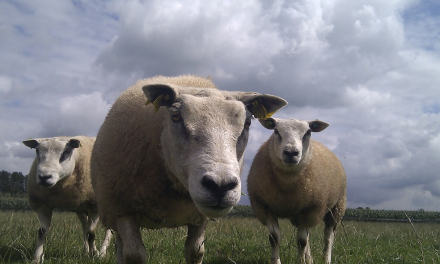 Politieke claim over dagelijks duizenden schapen die doodgaan aan blauwtongvirus klopt