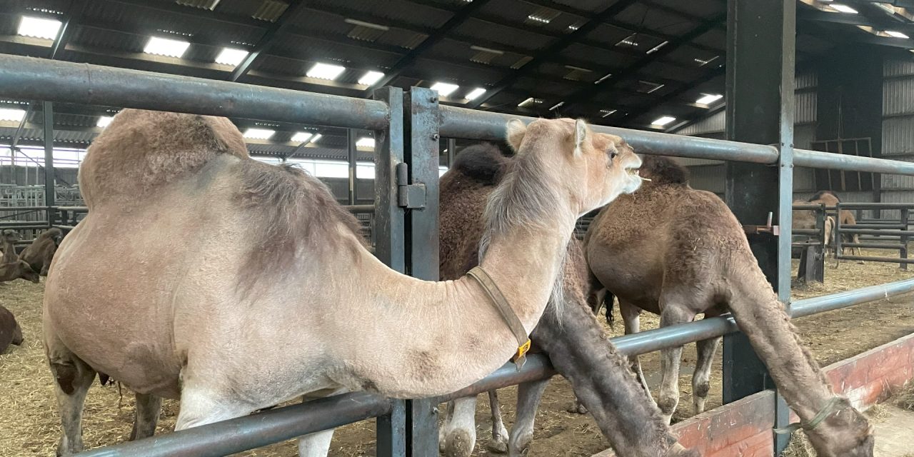 Kamelenmelkerij in Berlicum grootste in Europa