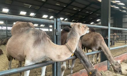 Kamelenmelkerij in Berlicum grootste in Europa