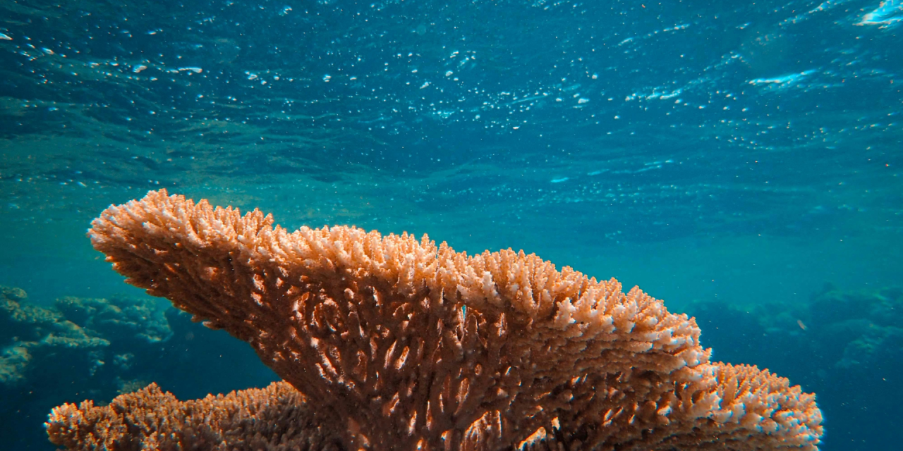 Factcheck: Alle koraalriffen zullen naar verwachting verdwijnen wanneer de aarde twee graden opwarmt.