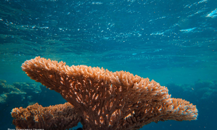 Factcheck: Alle koraalriffen zullen naar verwachting verdwijnen wanneer de aarde twee graden opwarmt.