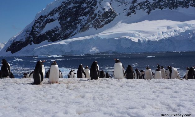 Vogelgriep bereikt Antarctica: slagveld van miljoenen dode pinguïns verwacht