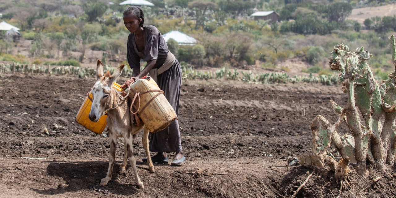 Voedsel- en watertekorten door droogte Ethiopië