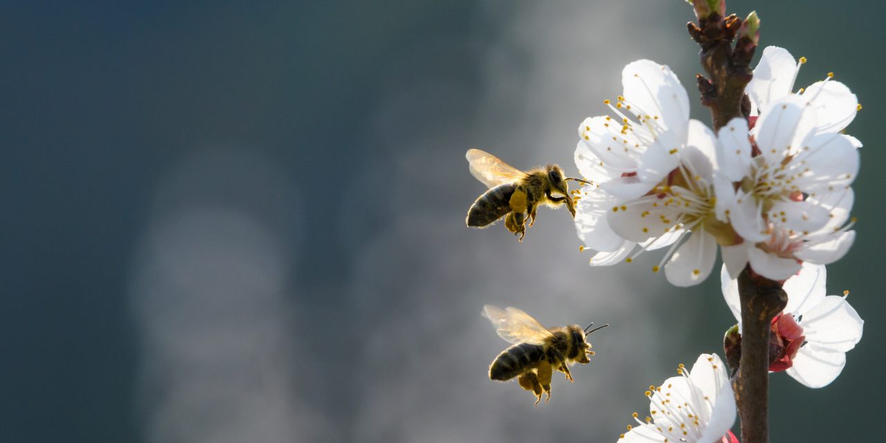 Factcheck: “Zonder bijen worden 85 procent van alle planten niet bestoven.”