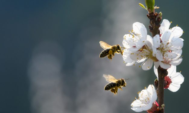 Factcheck: “Zonder bijen worden 85 procent van alle planten niet bestoven.”