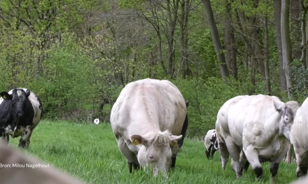 Koeiendans te zien in Hoeve Ravenstein