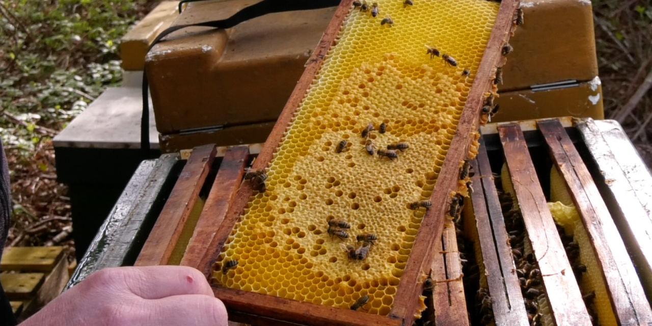 Nationale bijen telling gaat van start