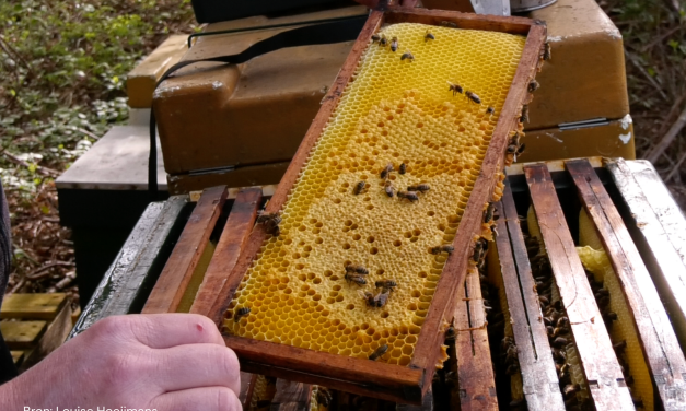 Nationale bijen telling gaat van start