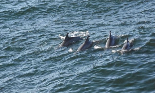 Factcheck: Verwondingen van dolfijnen door visnetten tijdens visverbod in de Golf van Biskaje