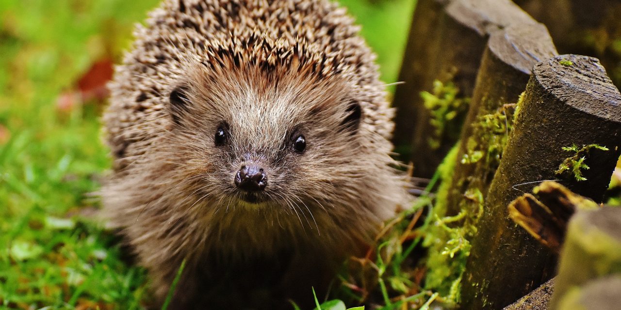 Nieuw natuurbeleid onzeker, terwijl egel en de gehele natuur onder druk staan