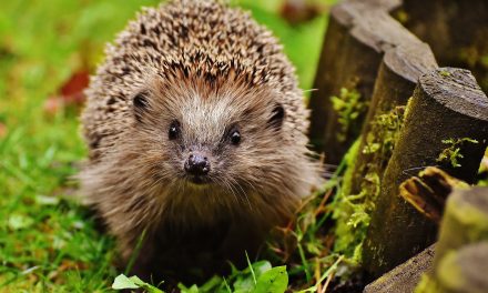 Nieuw natuurbeleid onzeker, terwijl egel en de gehele natuur onder druk staan