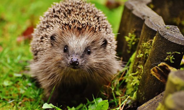 Nieuw natuurbeleid onzeker, terwijl egel en de gehele natuur onder druk staan