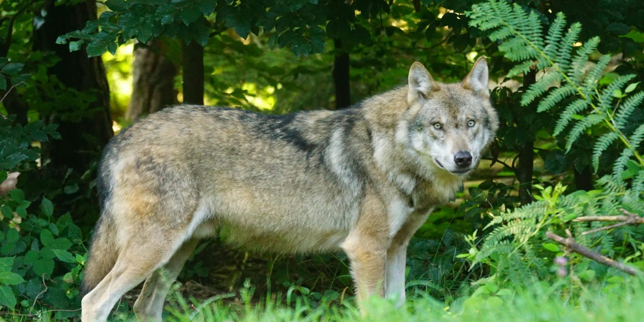 Maatregelen tegen wolf Bram verboden, advocaat Animal Rights en schapenhouder reageren