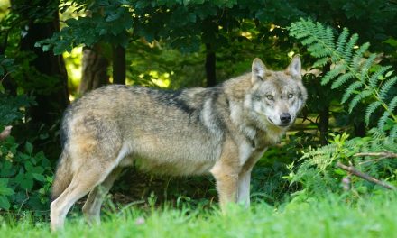 Maatregelen tegen wolf Bram verboden