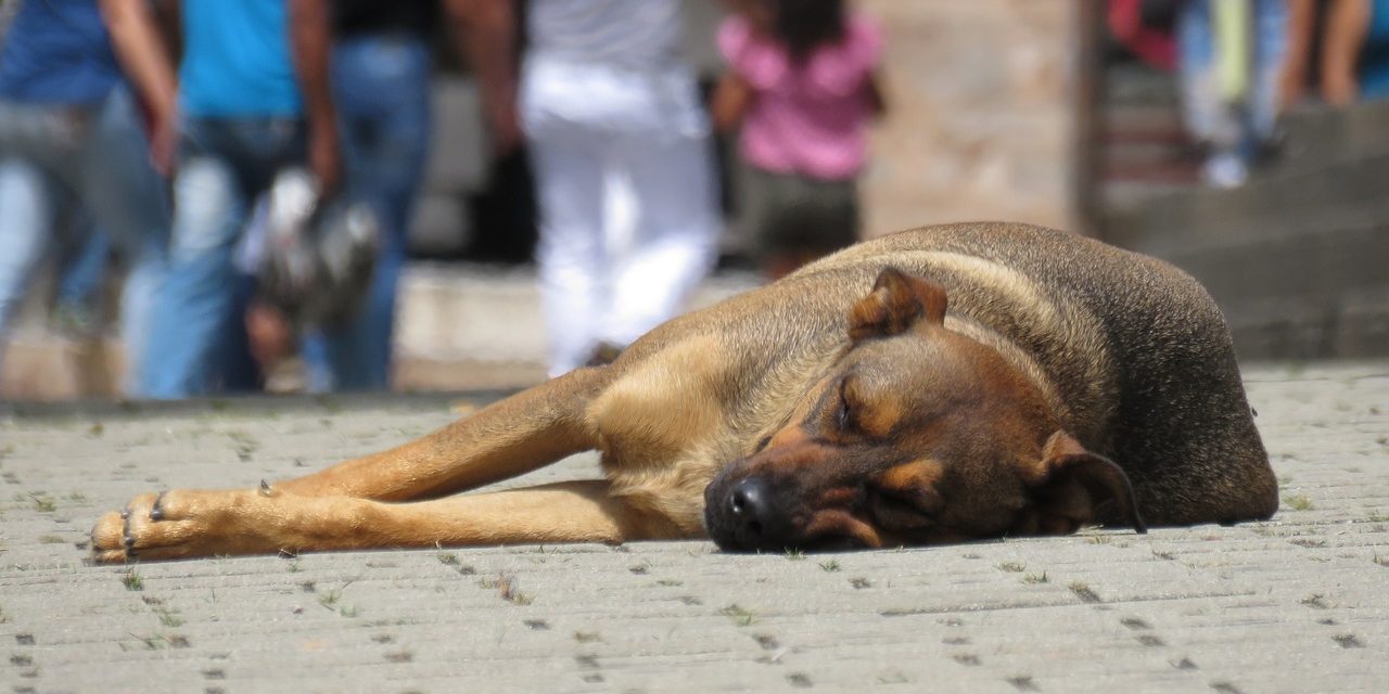 Stuk meer honden worden in beslag genomen ten opzichte van vóór corona