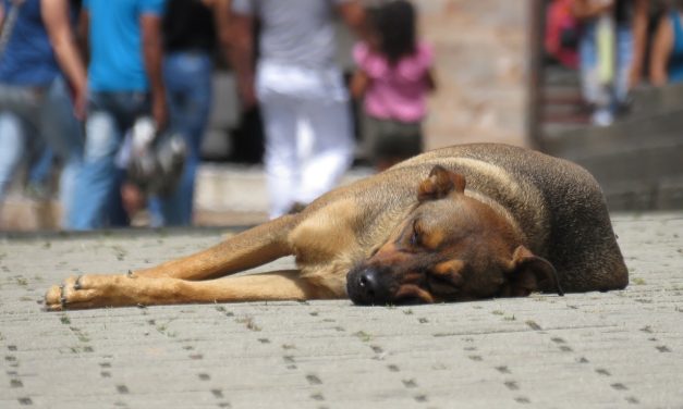 Stuk meer honden worden in beslag genomen ten opzichte van vóór corona