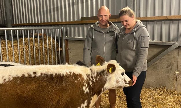 Dieren als therapeuten, dieren dragen bij aan de mentale gezondheid