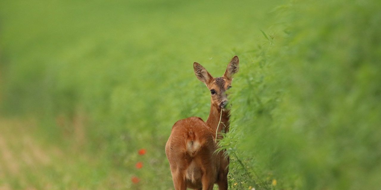 COP16 Biodiversiteitsconferentie: Samen voor “Vrede met de Natuur”