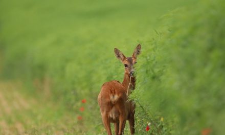 COP16 Biodiversiteitsconferentie: Samen voor “Vrede met de Natuur”