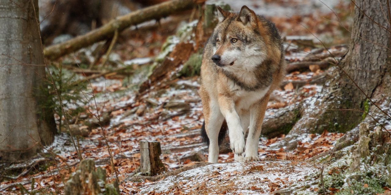 Factcheck: Nee, Nederland heeft wel natuurgebieden die groot genoeg zijn om als leefgebied voor de wolf te dienen.