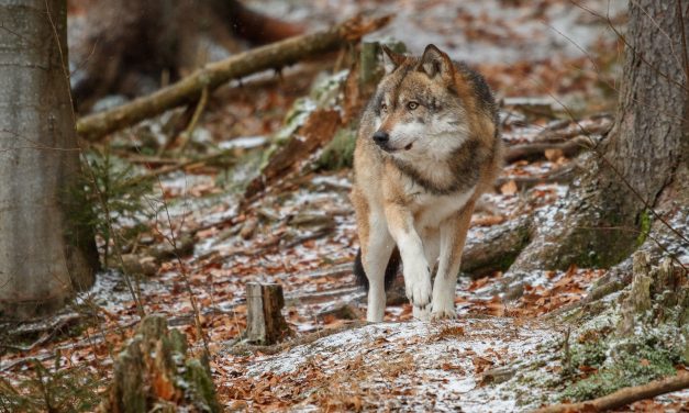 Factcheck: Nee, Nederland heeft wel natuurgebieden die groot genoeg zijn om als leefgebied voor de wolf te dienen.