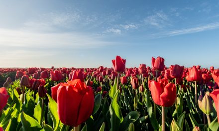 De Tulp: Het Bloeiende Symbool van Nederland