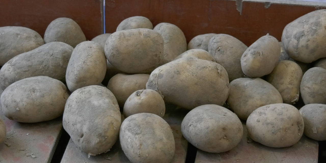 Recordoogst consumptie aardappelen in 25 jaar