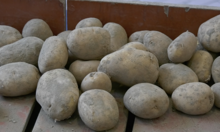 Recordoogst consumptie aardappelen in 25 jaar