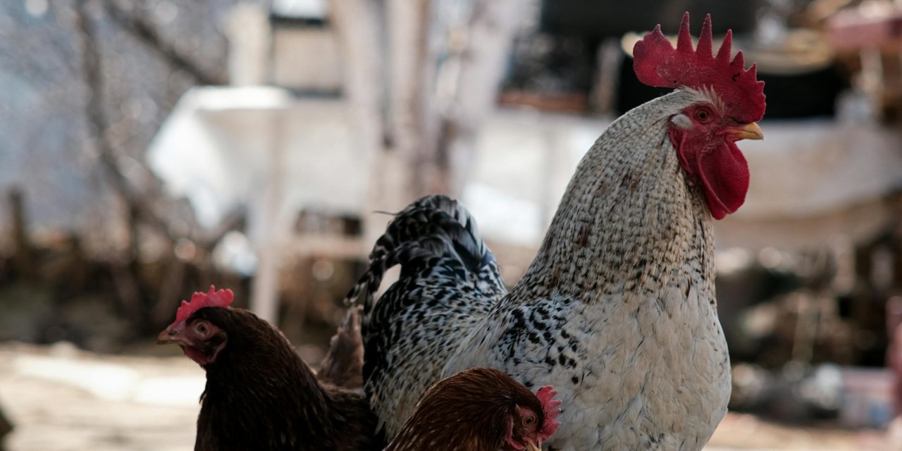 Dodelijke vogelgriep uitbraak in Drenthe een mogelijk gevaar