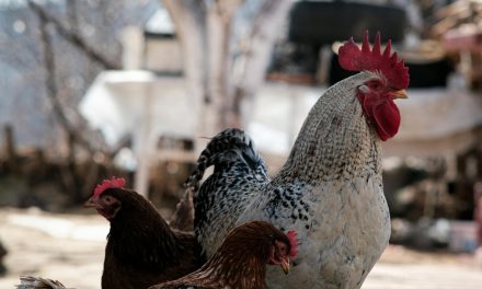 Dodelijke vogelgriep uitbraak in Drenthe een mogelijk gevaar