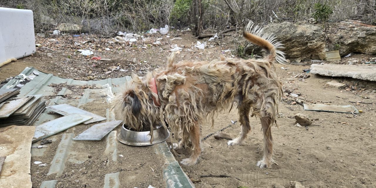 Curaçaose regering brengt stichting voor zwerfhonden in spanning
