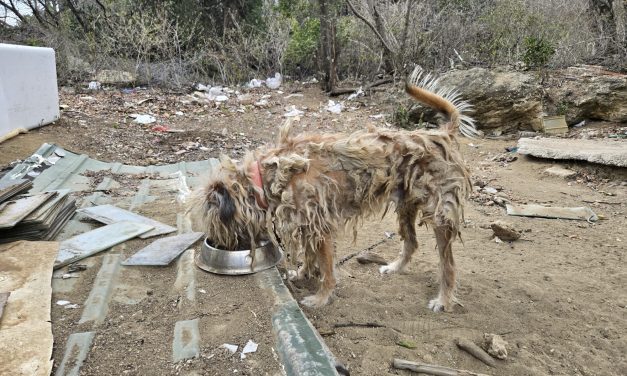 Curaçaose regering brengt stichting voor zwerfhonden in spanning