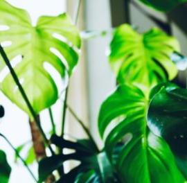 ”Als je druk in je hoofd bent, moet je een plant in huis aanschaffen.” WAAR