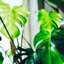 ”Als je druk in je hoofd bent, moet je een plant in huis aanschaffen.” WAAR