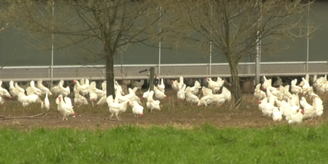 Grotere kans dat Nederlanders besmet raken met vogelgriep virus door pluimveedichtheid