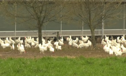 Grotere kans dat Nederlanders besmet raken met vogelgriep virus door pluimveedichtheid