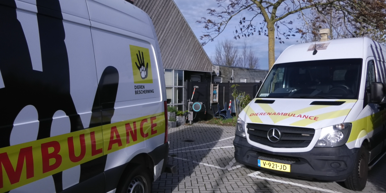 Helden op wielen: de vrijwilligers van de Dierenambulance