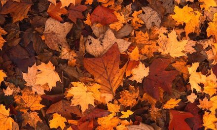 Factcheck: Is blad geen probleem en zelfs de goedkoopste én meest effectieve manier om biodiversiteit te herstellen?