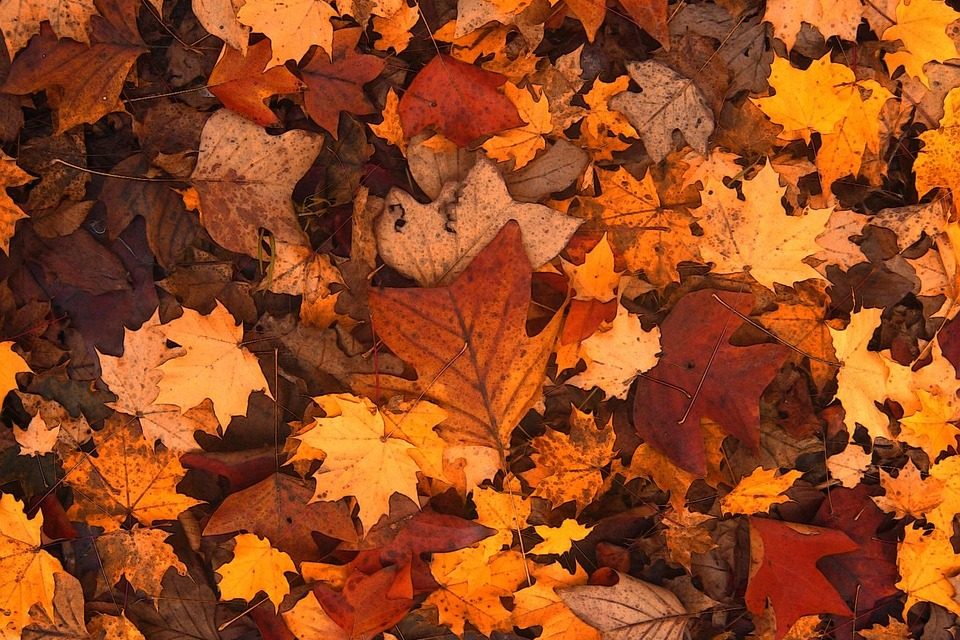 Factcheck: Is blad geen probleem en zelfs de goedkoopste én meest effectieve manier om biodiversiteit te herstellen?