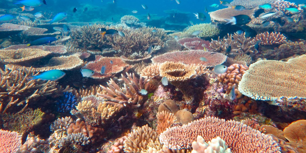 Nieuwe planetaire grens overschreden: Oceaanverzuring